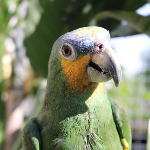 Orange-winged Amazon