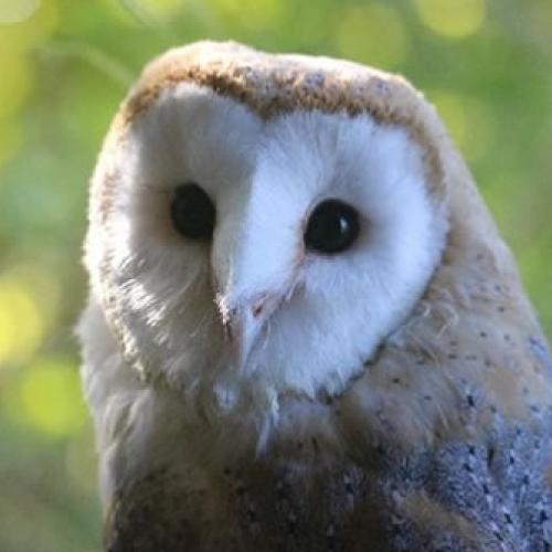Barn Owl