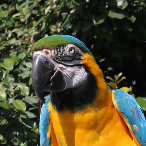 Blue and Yellow Macaw
