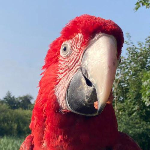 Green Winged Macaw