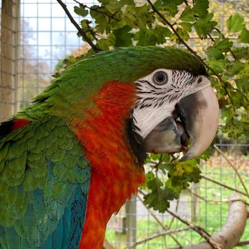 Harlequin Macaw
