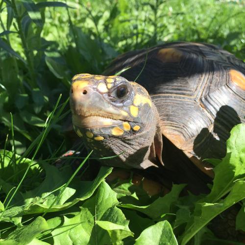 Red Footed Tortoise
