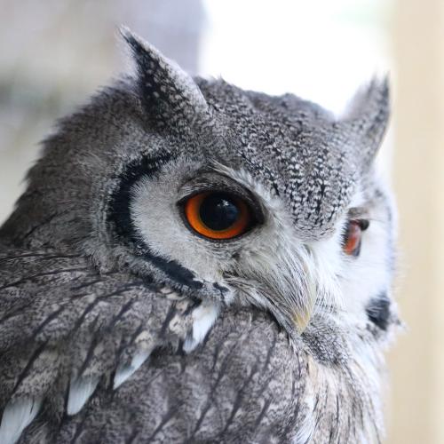 White Faced Scops Owl