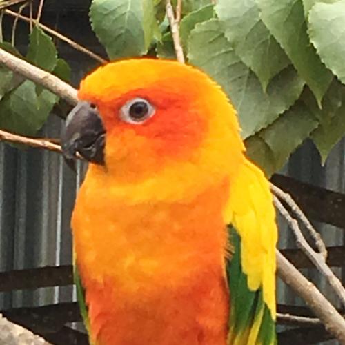 Sun Conure