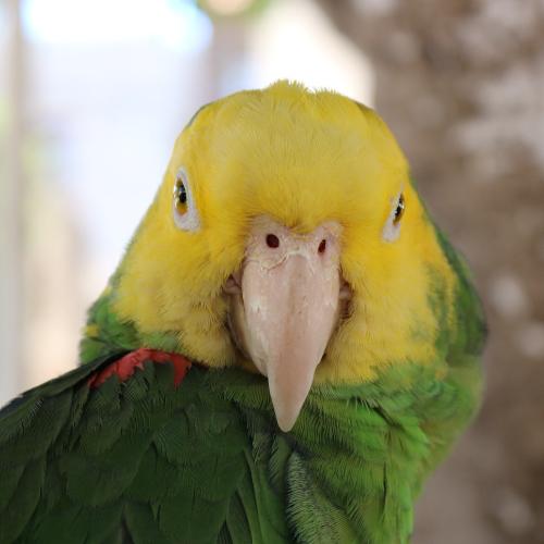 Yellow-headed Amazon